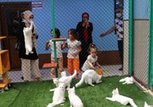 Van kedilerine 2 ayda 30 bin ziyaretçi