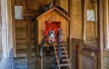 Hayvanat bahçelerinde kış mesaisi