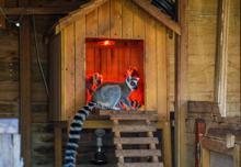 Hayvanat bahçelerinde kış mesaisi