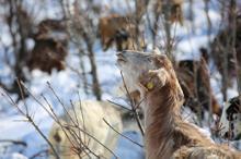 Munzur Dağı eteğinde, keçilerin karda zorlu yolculuğu