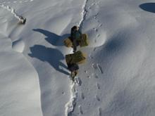 Munzur Dağı eteğinde, keçilerin karda zorlu yolculuğu