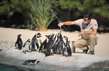 Penguenlerin beslenme saatleri