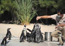 Penguenlerin beslenme saatleri