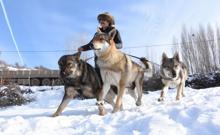 Özel yetiştirdiği kurtlarıyla dağlarda geziyor