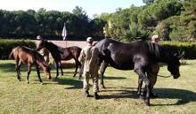 Resmi törenlerde görev alan atları yetiştiriyorlar