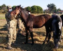 Resmi törenlerde görev alan atları yetiştiriyorlar