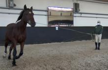 Resmi törenlerde görev alan atları yetiştiriyorlar