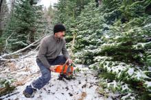 Yılbaşı öncesi kaçak çam ağacı kesimine sıkı denetim