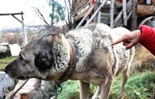 Kangal köpekleri, 'kışlık zırhlarını' giyiyor