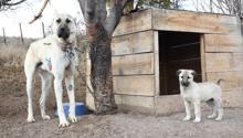 Kangal köpekleri, 'kışlık zırhlarını' giyiyor