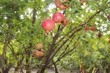 Cudi Dağı'nın eteklerinde bahçeler yeniden yeşerdi