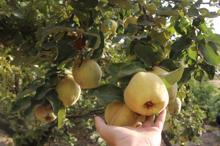 Cudi Dağı'nın eteklerinde bahçeler yeniden yeşerdi