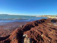 Kadıköy'de sahili yine kırmızı yosun sardı