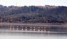 Tuzla Sulak Alanı'na flamingo akını