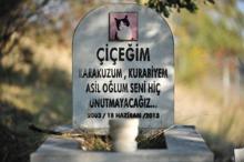 Evcil hayvan mezarlığında duygulandıran yazılar