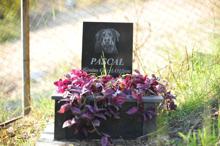 Evcil hayvan mezarlığında duygulandıran yazılar