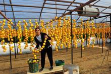 Çöpe atmayıp kuruttuÄŸu cennet hurmasıyla 5 yılda ihracata baÅŸladı