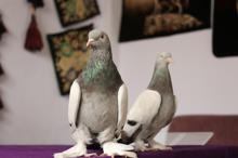 25 bin liraya alıcı bulan taklacı güvercinler, kupaya hazırlanıyor