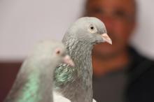 25 bin liraya alıcı bulan taklacı güvercinler, kupaya hazırlanıyor