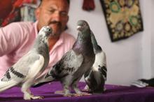 25 bin liraya alıcı bulan taklacı güvercinler, kupaya hazırlanıyor