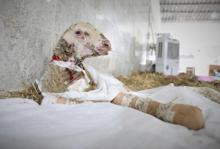 Antalya yangınında yaralanan hayvanlar, Bursa'daki Emekli Hayvanlar Çiftliği'nde