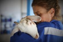 Antalya yangınında yaralanan hayvanlar, Bursa'daki Emekli Hayvanlar Çiftliği'nde