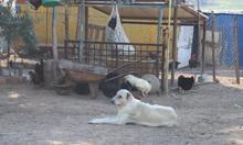 Tekirdağ'daki orman yangını 2'nci gününde