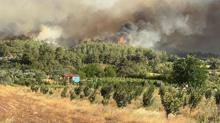 Sakarya'da orman yangını; alevler rüzgarın etkisiyle yayılıyor