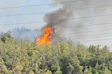 Manisa'da orman yangını