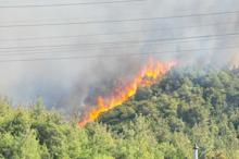 Manisa'da orman yangını