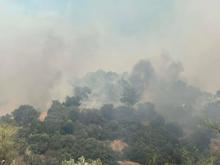 Aydın'da orman yangını