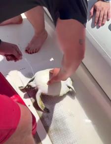 Misina ve çuvala dolanan yavru deniz kaplumbağasını balıkçılar kurtardı