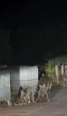 Anne ayı ile 3 yavrusu karınlarını doyururken görüntülendi