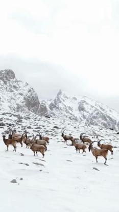 Karlı Aladağlarda gezen dağ keçileri dron kamerasında