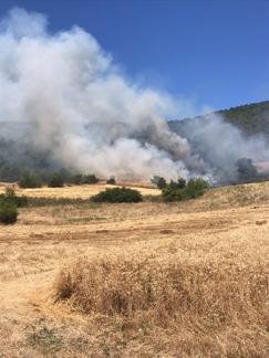 Bursa’da anız yangını ormana sıçradı
