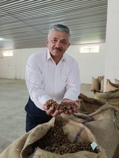 Orduda TMO fındık alımına başladı