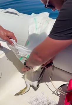 Misina ve çuvala dolanan yavru deniz kaplumbağasını balıkçılar kurtardı