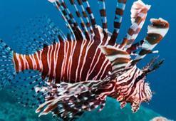 Akdeniz'e gelen zehirli ''aslan balığı'' için 'Wanted' afişi