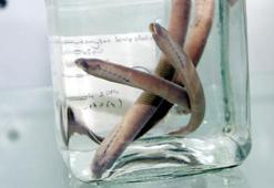 Rize'de, Dünya bilim literatüre girmemiş balık türü keşfedildi