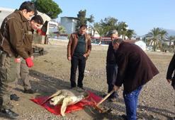 Ölü caretta caretta sahile vurdu