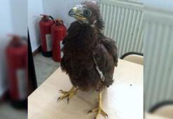 Otobüs bagajında yavru kızıl şahin ele geçirildi