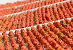 Burada sezon yeni başladı: Bahçeler rengarenk oldu