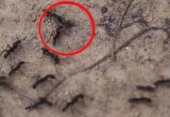 Karıncaların bu son görüntüsü şaşkınlık yarattı!