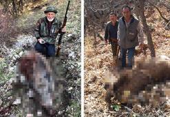 Tarım alanlarına zarar verdiği gerekçesiyle 86 yaban domuzu öldürüldü