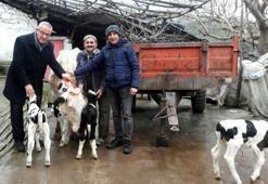 Bakan Pakdemirli'den dördüz doğum yapan ineğe altın