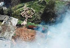 Koyunlarını yangından böyle kurtardı