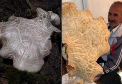 7 kiloluk mantar şaşırttı