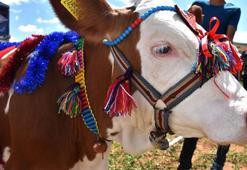 Bahar şenliğinde buzağı yarışı ve tırpanla hasat yapıldı