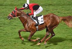 Şampiyon safkan kalp krizinden öldü