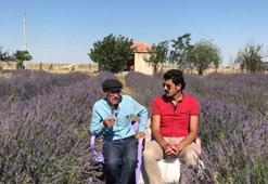 Sineklerden kurtulmak için lavanta bahçesi kurdu